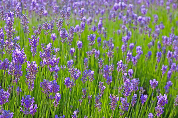 Naklejka premium Lavendelfeld