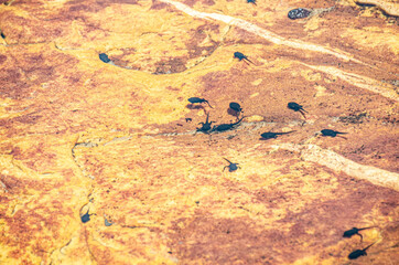 Girinos em rio afluente do Rio Jequitinhonha, Minas Gerais, Brasil