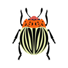 colorado potato beetle vector