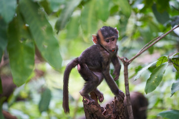 Olive baboon baby Papio anubis Anubis baboon Cercopithecidae Old world monkey
