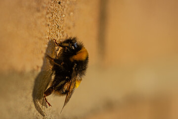 close up of a bee on brick wall