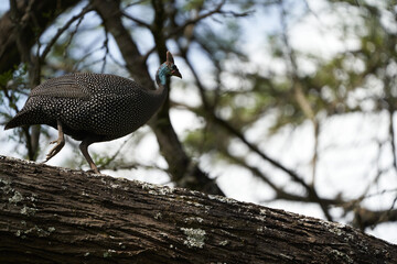 Helmeted guineafowl Couple Kenya Numida meleagris Numididae Numida