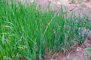 Obraz premium fresh green onion plant in organic hobby garden,