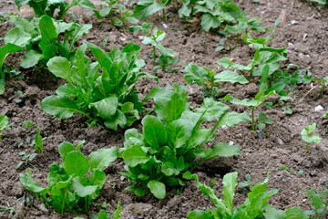 sugar beet plant that begins to mature in the garden, sugar beet plant in the hobby garden,