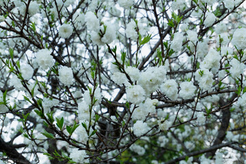 Background of a white flower tree with green leaves in Barcelona Spain
