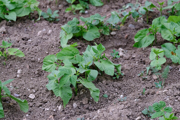 fresh green bean plant blooming in organic hobby garden,