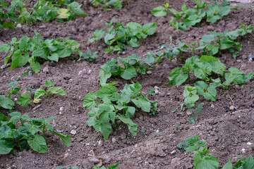 fresh green bean plant blooming in organic hobby garden,