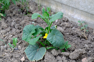 cucumber beginning to ripen in the garden, flowering cucumber plant in the hobby garden,