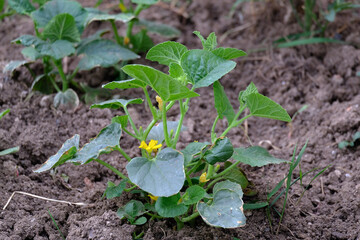 cucumber beginning to ripen in the garden, flowering cucumber plant in the hobby garden,