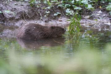 European Beaver Eurasian Castor Fiber Portrait River