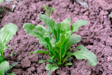 sugar beet plant that begins to mature in the garden, sugar beet plant in the hobby garden,