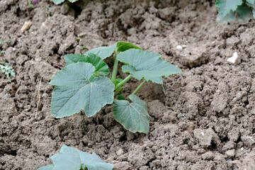 pumpkin plant, stuffed and edible pumpkin plant in hobby garden