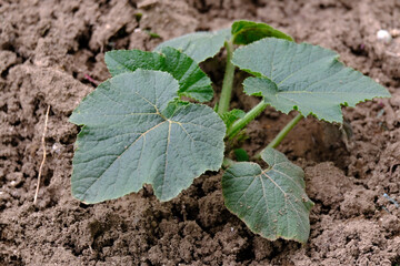 pumpkin plant, stuffed and edible pumpkin plant in hobby garden
