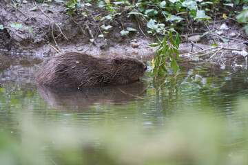 European Beaver Eurasian Castor Fiber Portrait River