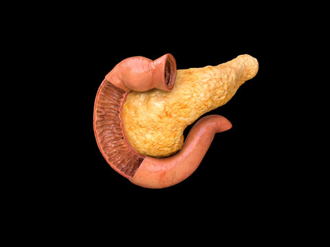 pancreas, human anatomy, on a black background, infographics, Medical illustration of the internal organs, 3D render