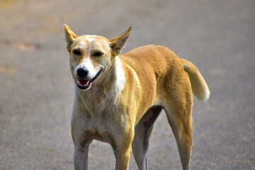 A street dog smiling . Its brown in color and have white patches . smiling dog waiting for food