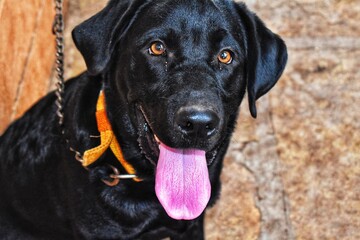 A black labrador dog with sharp eyes . Its pink tongue is outside . A belt is tied to its neck