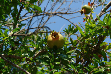 A close up of green unripe pomegranate (Punica granatum) on a branch with green leaves against the blue sky on a sunny summer day