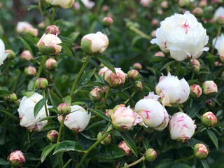 White peony flowers bloom in peonies garden. Spring flowers Peonies. Perfect summer postcard. Young...
