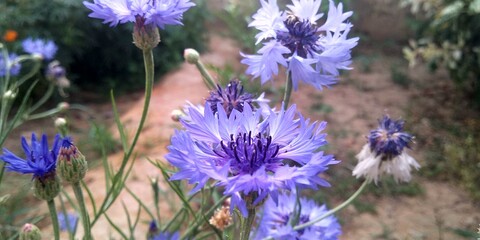 purple blue beautiful flower || Most beautiful flower || Natural beauty ||