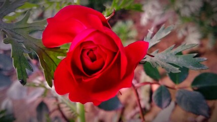 Beautiful Rose flower || Natural beauty || 