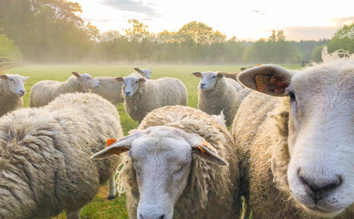 Flock of sheep, staring sheep on grass farmfield under a dramatic sunset or sunrise sky