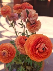 Beautiful orange Rose 🌹 flower || hybrid flower || beautiful background ||