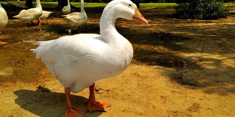 Beautiful Duck || Garden images || RAJA ||