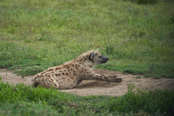 Spotted Hyaena Laughing Hyenas crocuta crocuta Safari Africa