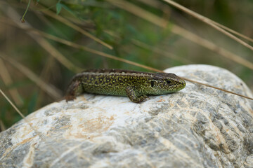 Sand lizard Lacerta agilis Reptile Close up Portrait Clear
