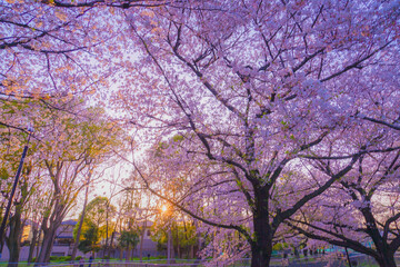 善福寺緑地公園の桜と夕景