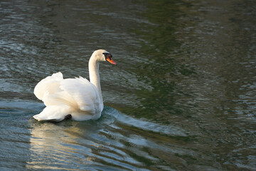 white Swan Anatidae Cygnus Anserinae river Switzerland