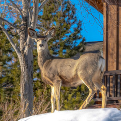 Square frame Female deer on the snowy yard of a wooden home in Park City Utah during winter