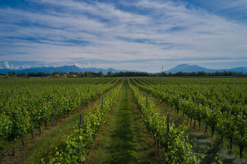 Fototapeta na wymiar Bird's-eye. Rows of vineyards, panoramic aerial view. Clouds on blue sky background