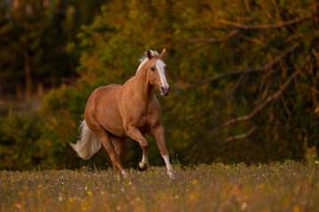 Palomino Quarter Horse Stute im Sonnenaufgang auf der Weide