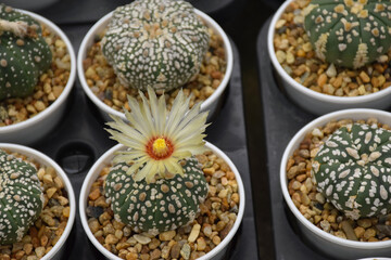 Many  cactus planted in a farm at Thamaka Kanchanaburi Thailand.
