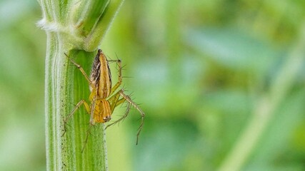 Tiny yellow spider climb down a plant