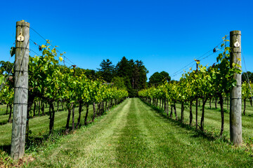 Fototapeta na wymiar Vineyard in the Lehigh Valley in Pennsylvania