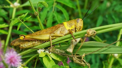 A big Grasshopper hanging on green leaf