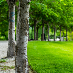 Square frame Lush trees with white barks and abundant leaves along road and grassy lawn