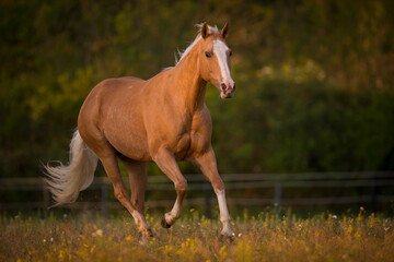 Obraz na płótnie Canvas Palomino Quarter Horse Stute im Sonnenaufgang auf der Weide