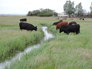 Kühe auf der WIese mit kalb