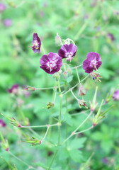 Fototapeta premium Geranium dark-brown (Geránium phaeum), flowers on the flowerbed in the spring.