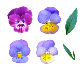 Set of flowers and leaves of pansies (Víola trícolor) isolated on a white background.