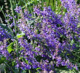 Naklejka premium purple flowers in a flower bed close up