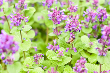 Beauitful  violet flowers in the garden, and bee on the plant