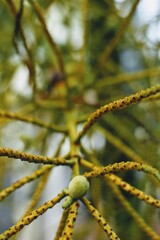 green tree branch with a seed
