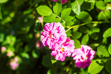Obraz na płótnie Canvas pink roses in the garden, pink flowers in the garden