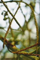 branch of a tree with water droplets