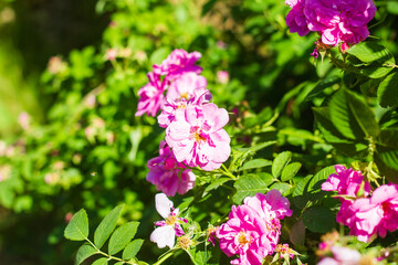 Obraz na płótnie Canvas pink roses in the garden, pink flowers in the garden